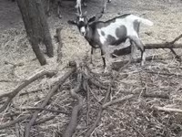 公山羊, Nubian Goat — 照片 4