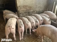 Süldőanya, Sertések — 1. fotó
