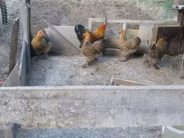 براهما