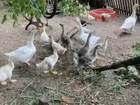 Geese — الصورة 2