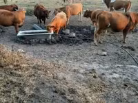 母牛, Simmental cattle — 照片 1