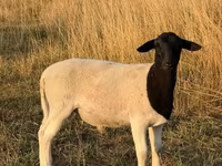 كبش, Dorper sheep — الصورة 1
