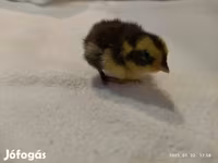 Quails — photo 4
