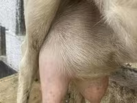 Nőstény kecske, Saanen goat — 1. fotó