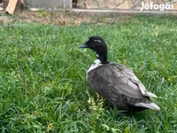 Ducks — 2. fotó