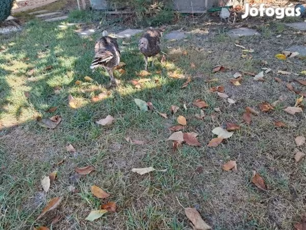 Turkeys