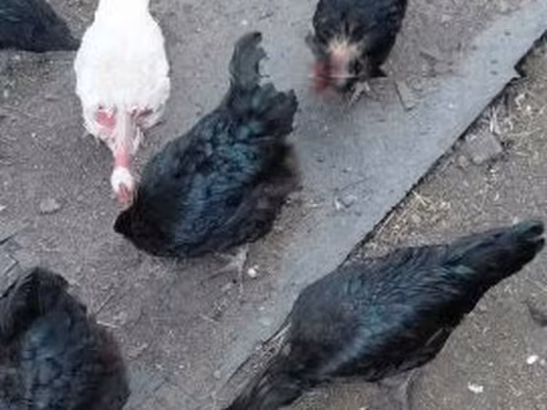 Chickens