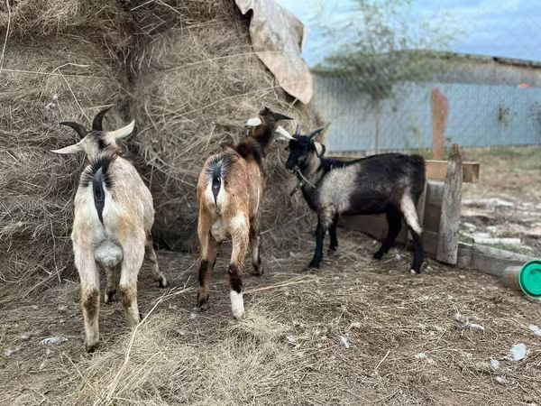 Ziegenbock, Alpine goat