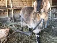 Nőstény kecske, Beetal goats — 3. fotó