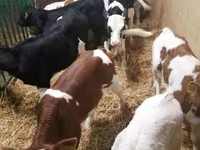 Cattle (batch, sex not specified), Simmental cattle — photo 2