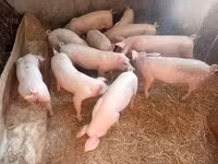 母猪, Pigs — 照片 2