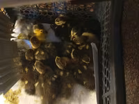 Ducks — photo 2