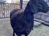 Қошқар, Hissar sheep — 1-сурет