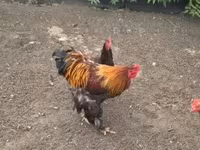 Chickens — zdjęcie 3