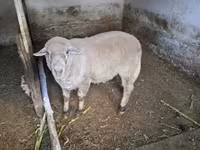 Kos, Merino sheep — 3. fotó