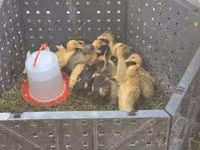 Ducks — फ़ोटो 2