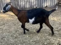 Bak, Alpine goat — 3. fotó