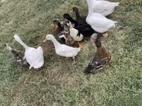 Ducks — الصورة 3