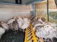 Quails — 4. fotó