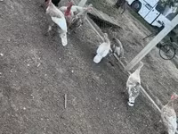 Turkeys — Foto 5