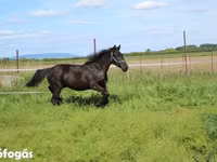 Horse (M), Hungarian horse breed — photo 5