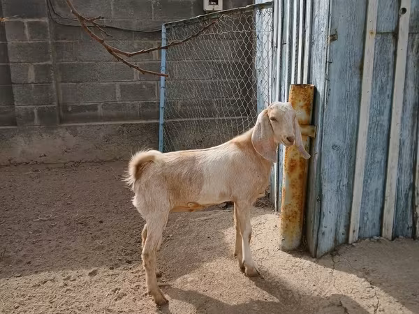 Nőstény kecske, Kamori goats