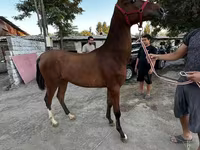 Hing, Akhal-Teke — 1. fotó