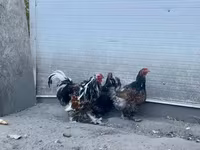 Brahma — Foto 4