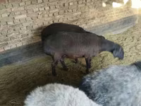 Schaf, Hissar sheep — Foto 4