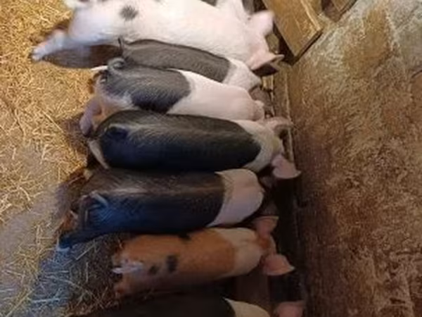 Pigs (batch, sex not specified), Pigs — Hungary