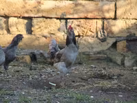 Ameraucana — 1. fotó