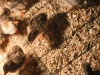 Chickens — foto 2