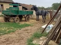 Horse (M), Lipizzaner — photo 4
