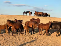 فرس, Mugalzhar horse — الصورة 4