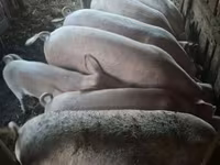公猪, Pigs — 照片 6