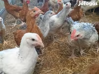 Chickens — 1. fotó