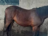 Cavalo, Cavalos — foto 2