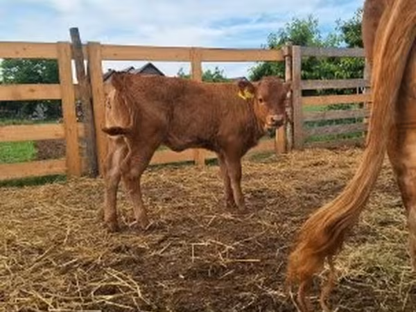 Tehén, Simmental cattle — Magyarország