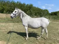 Mare, Lipizzaner — photo 2