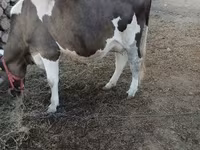 Tehén, Holstein fajta — 1. fotó