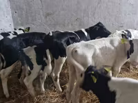 Býk, Russian Black pied cattle — foto 4