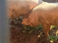 猪（批次，未指定性别）, Pigs — 照片 2