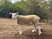 Oveja, Ovejas — foto 4