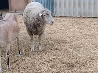 Қошқар, Merino sheep — 2-сурет