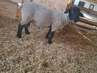 كبش, White Suffolk sheep — الصورة 1