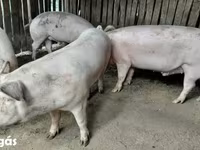 公猪, Крупная белая — 照片 2