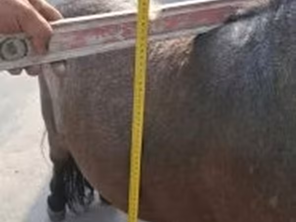 Hing, Shetland Pony
