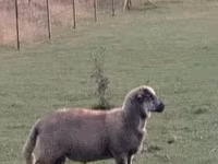 Sheep (batch, sex not specified), White Suffolk sheep — photo 2
