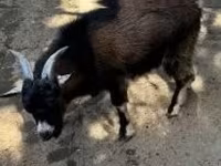 公山羊, Goats — 照片 3