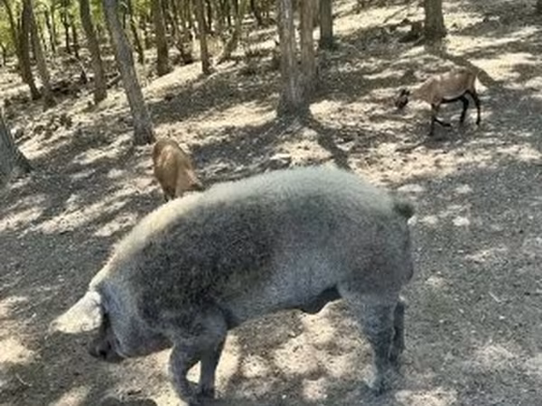 Verro, Мангалица